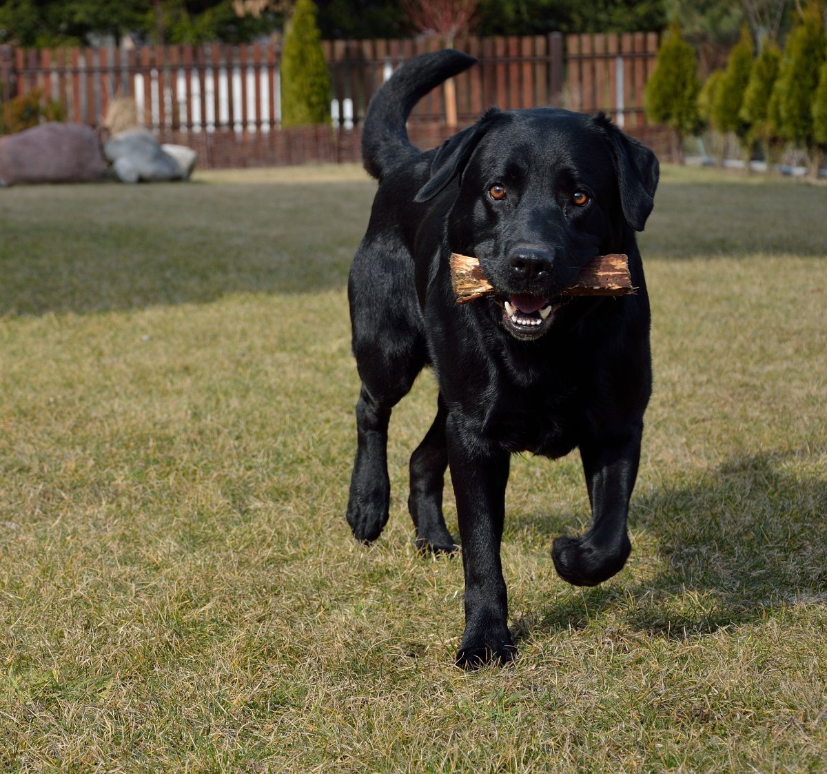 Голден ротвейлер