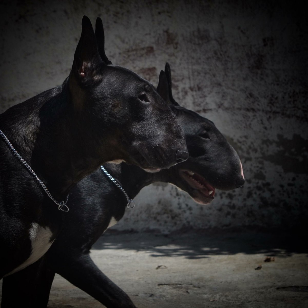 Доберман-пинчер альбинос