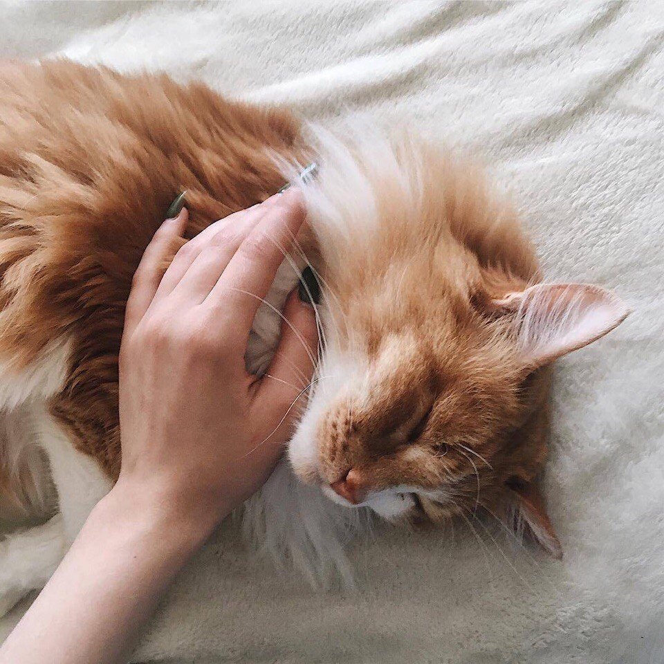 Котики Пинтерест рыжий