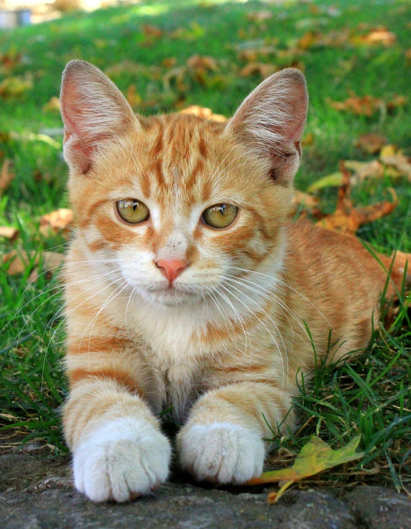 Рыжая полосатая кошка. Европейская короткошерстная кошка рыжая. Европейский короткошерстный кот рыжий. Сибирский гладкошерстный рыжий кот. Сибирская гладкошерстная кошка рыжая.