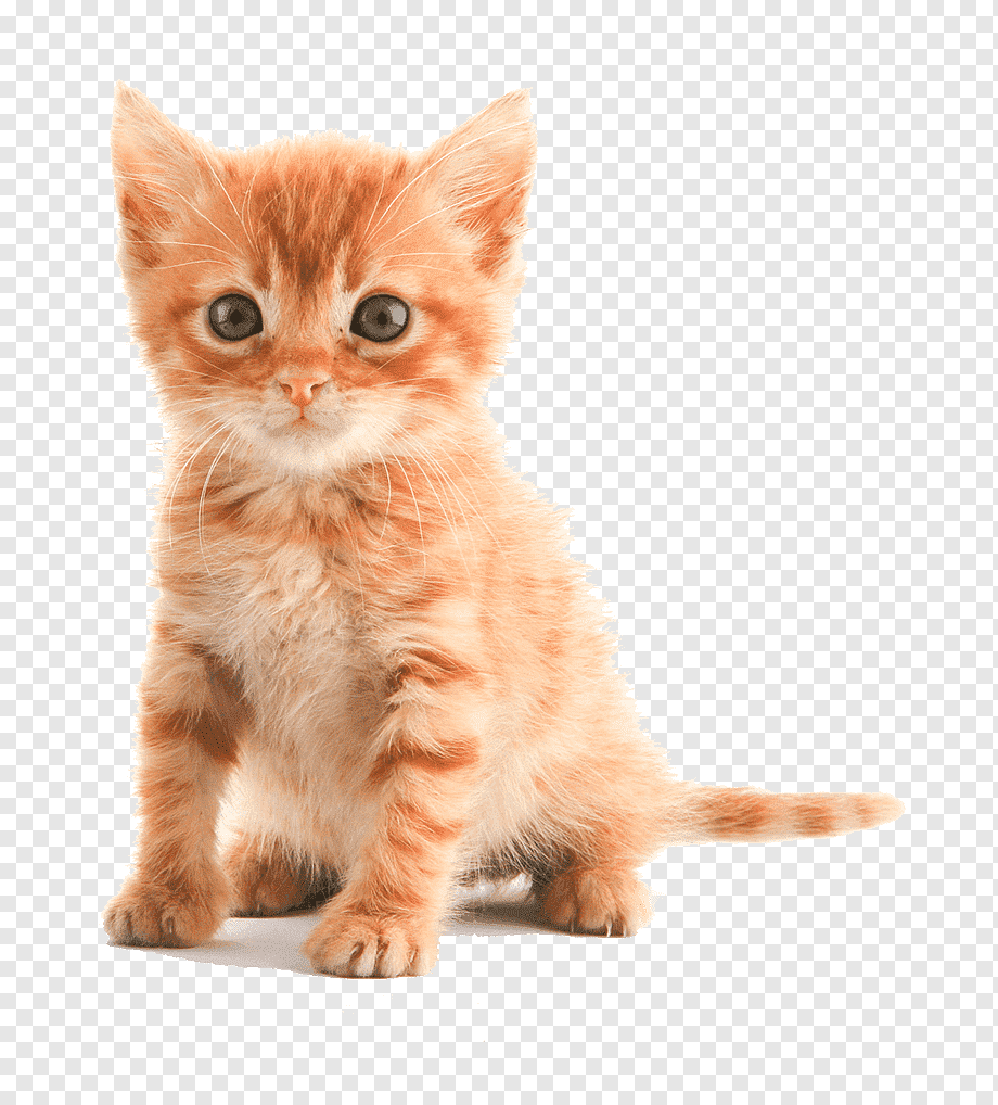 Котенок на белом фоне