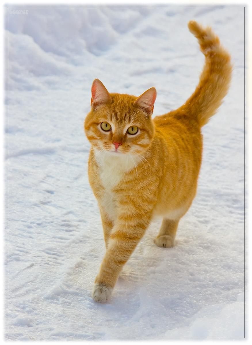 Кот рыжий табби