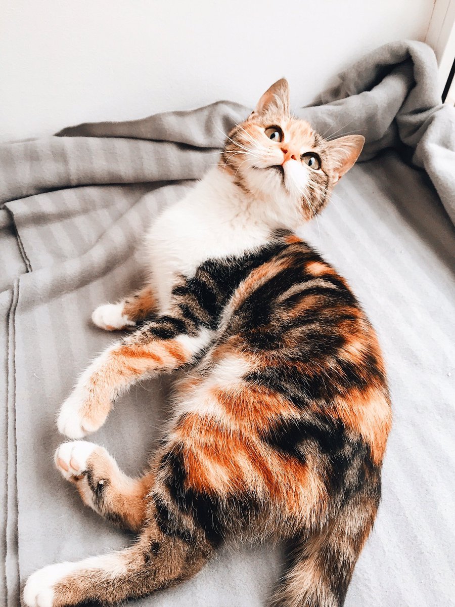 Американская короткошерстная кошка трехцветная