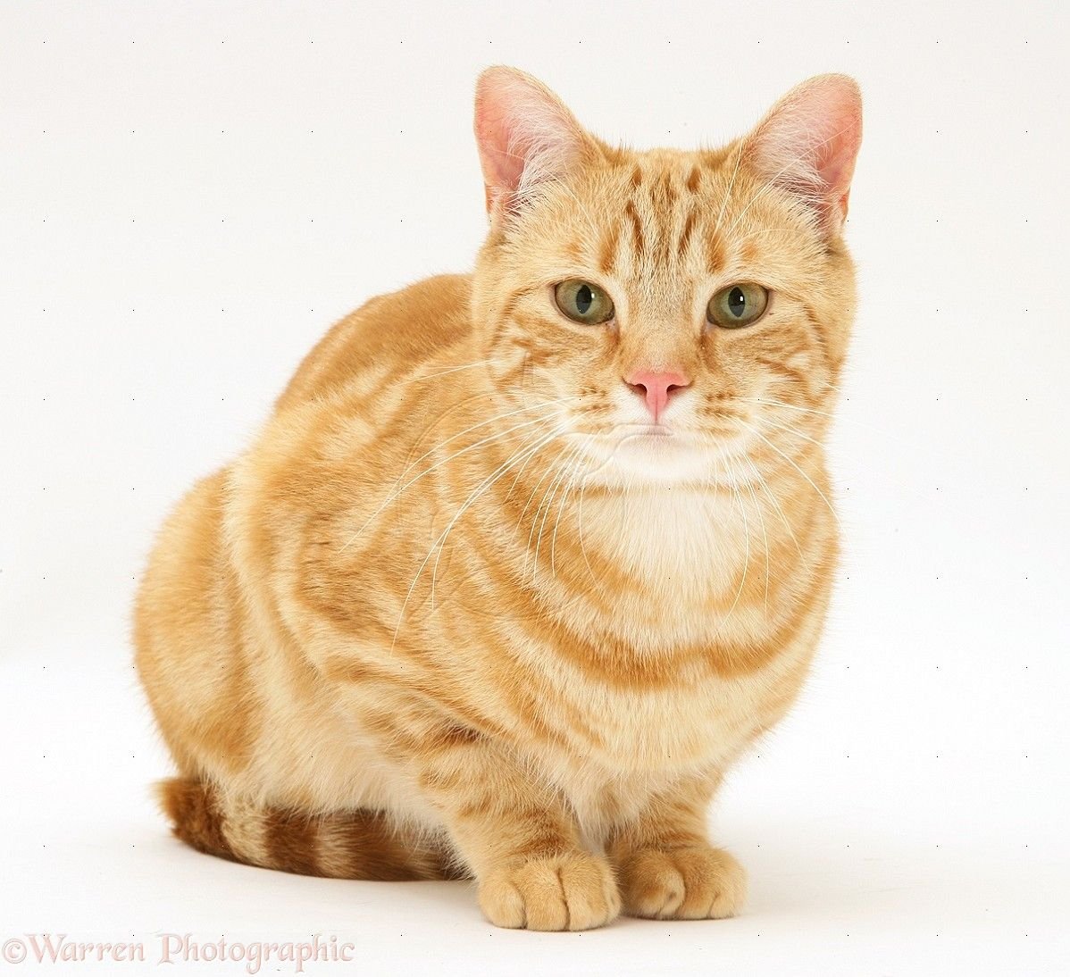 American Shorthair кошка рыжая