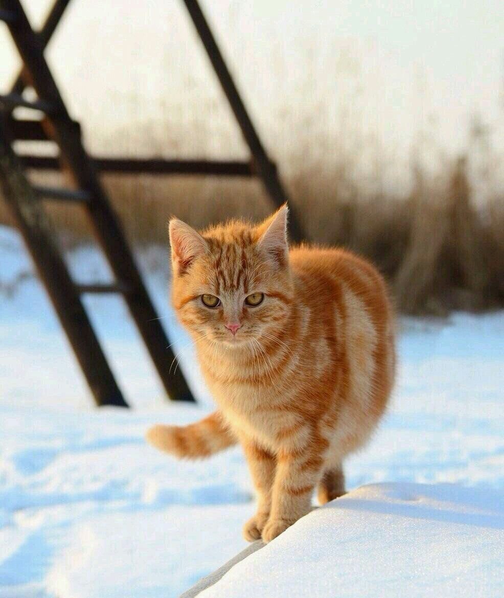 Рыжий полосатый кот зимой