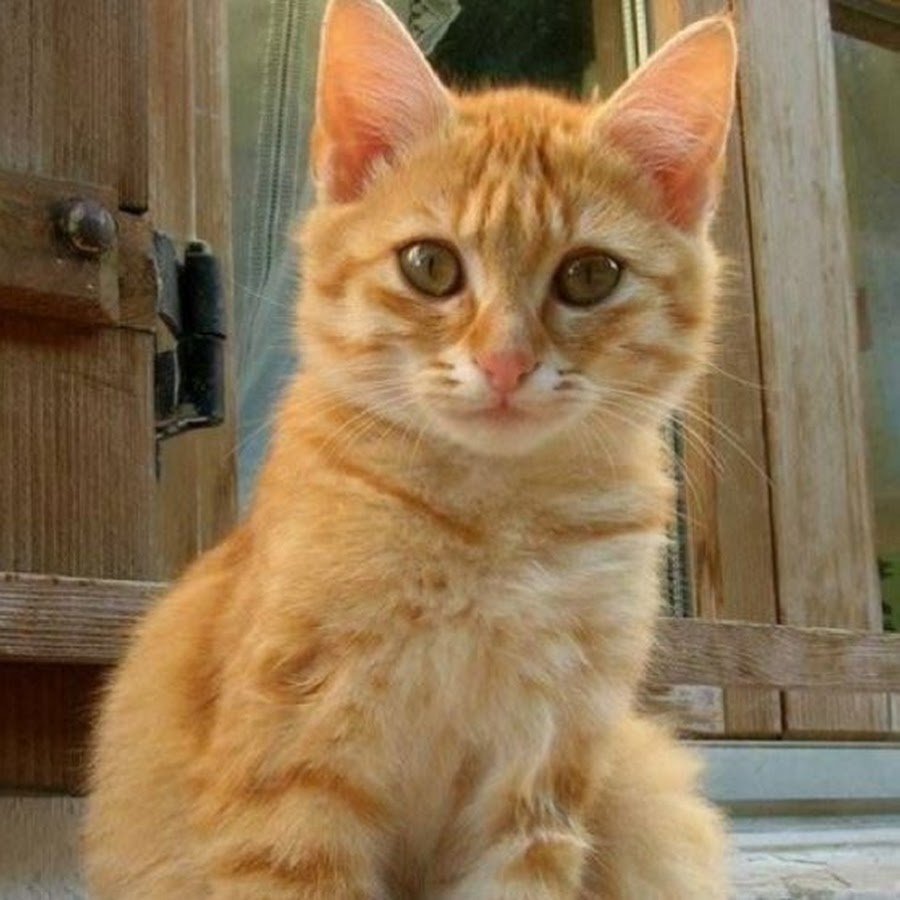 Макрелевый табби рыжий