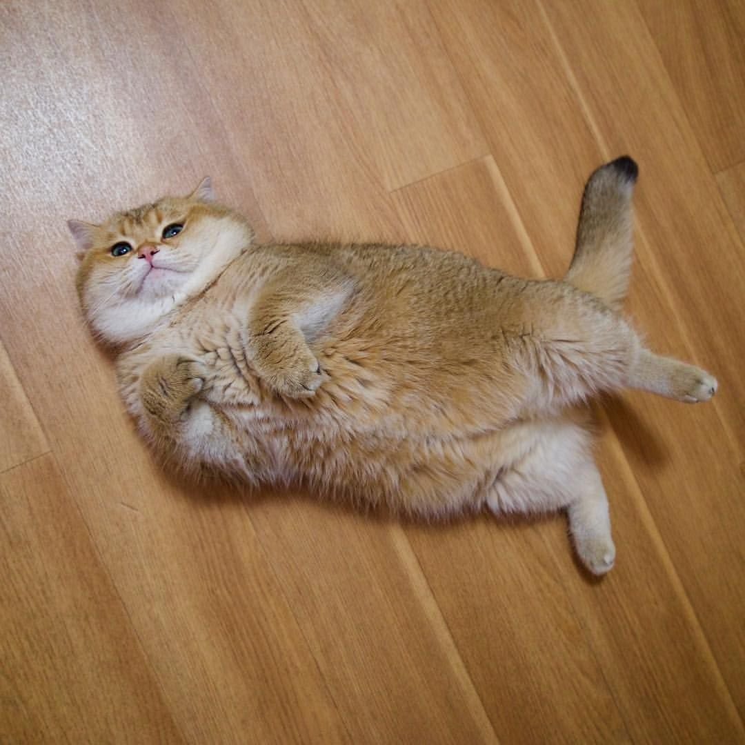 Кот Хосико лежит