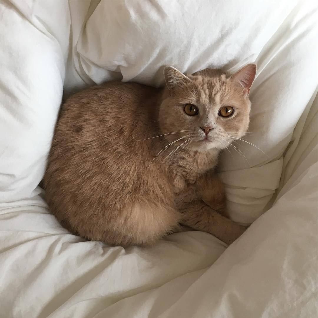 Милые бежевые котики