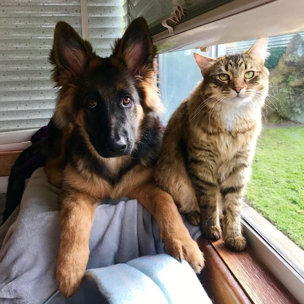 Овчарка и кот