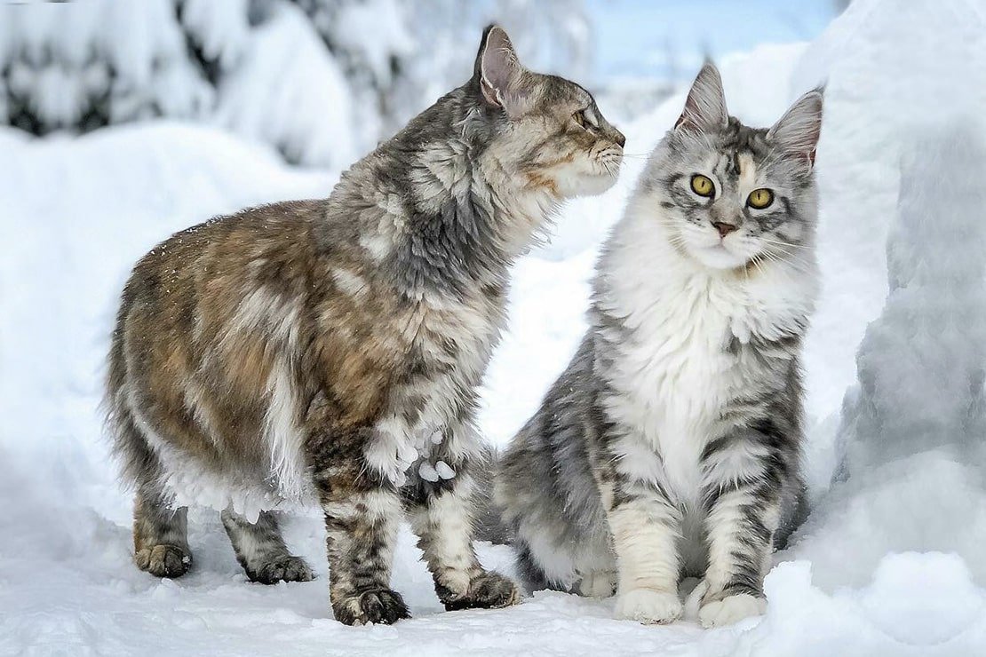 Сибирская кошка Мейн кун и Лесная