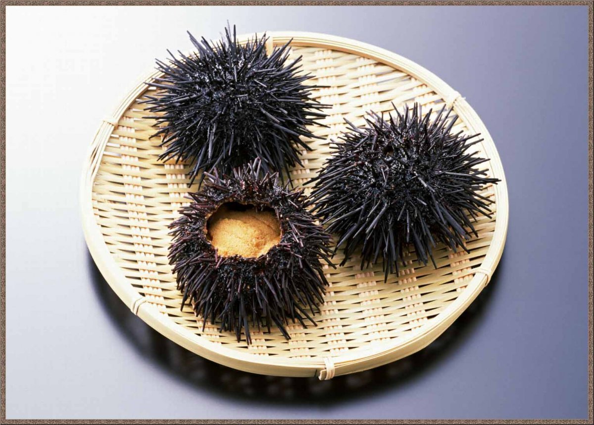 Морской еж икра