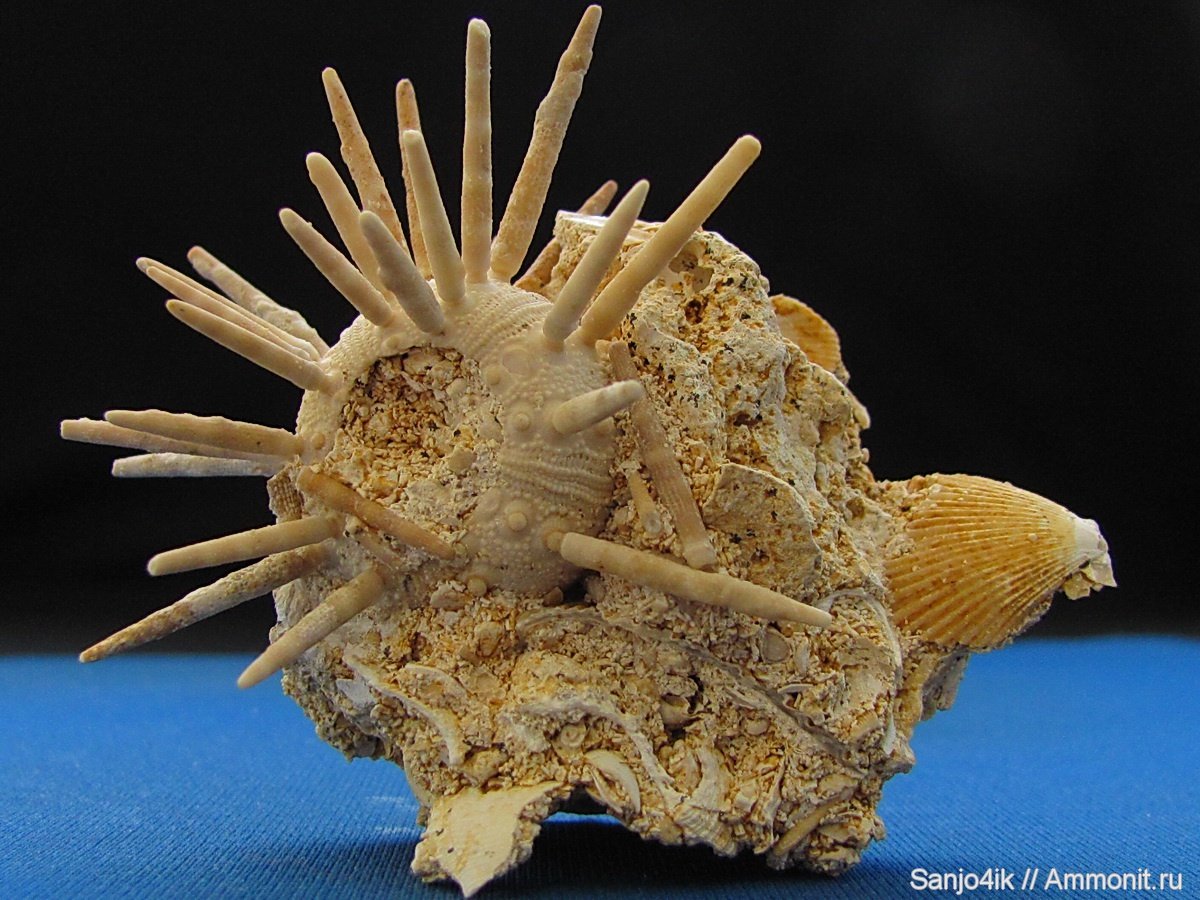 Морские Ежи Ордовик