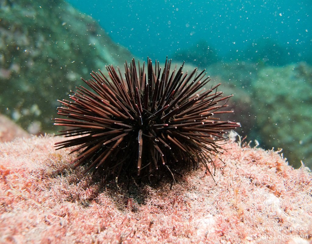 Морской еж Средиземное море
