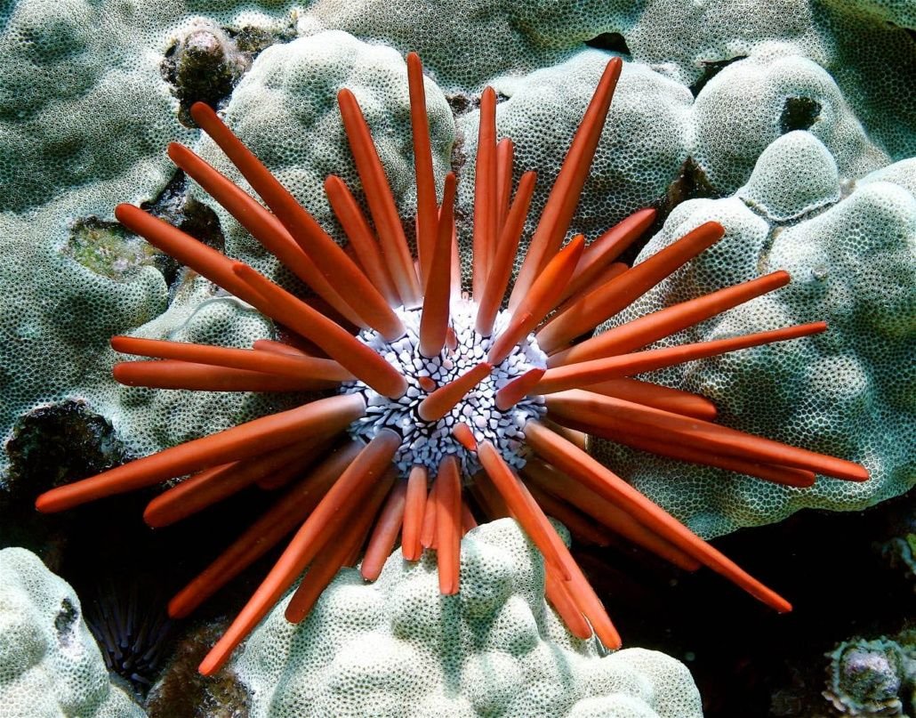 Морской ёж ГЕТЕРОЦЕНТРОТУС