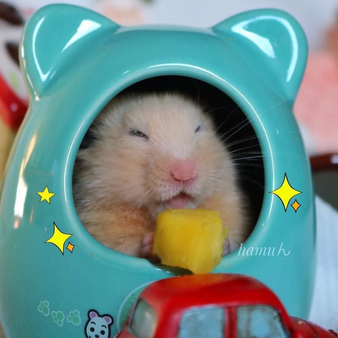 Смешные хомяки