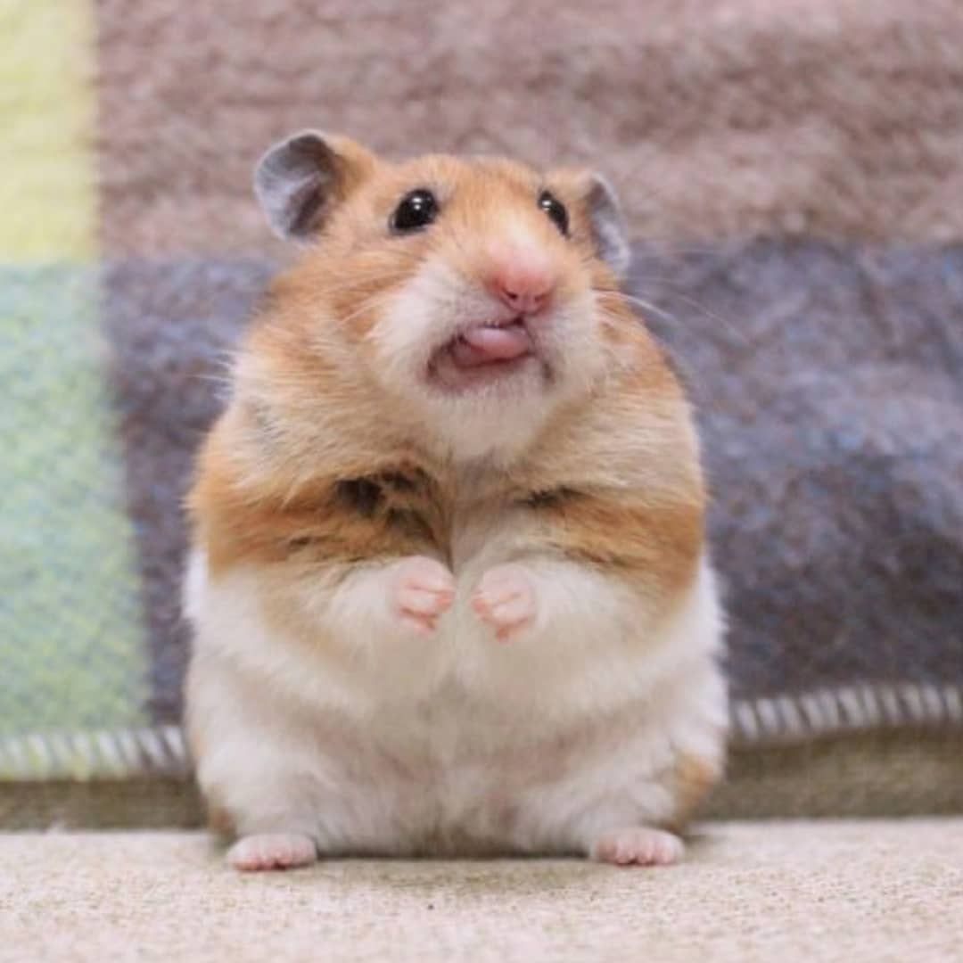 Веселые хомячки