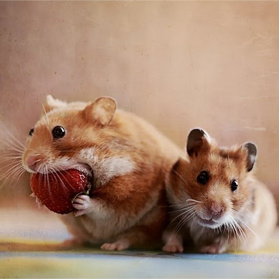 Позитивный хомяк