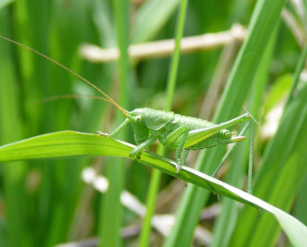 Кузнечик тетигония зеленый