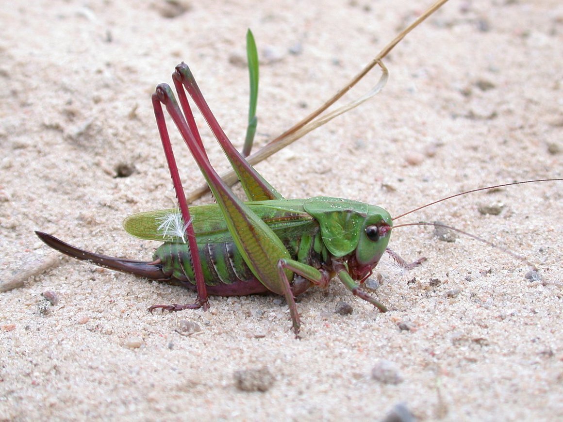 Кузнечик большой зеленый с саблей