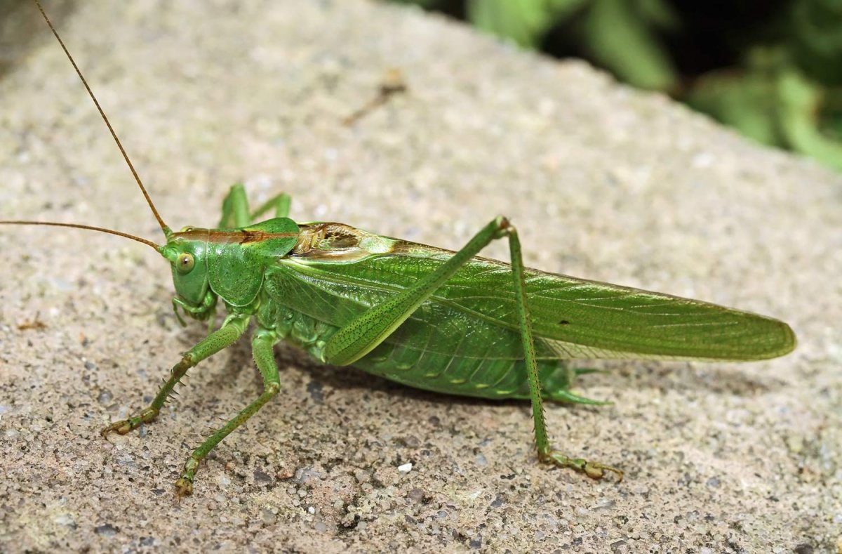Кузнечик Tettigonia