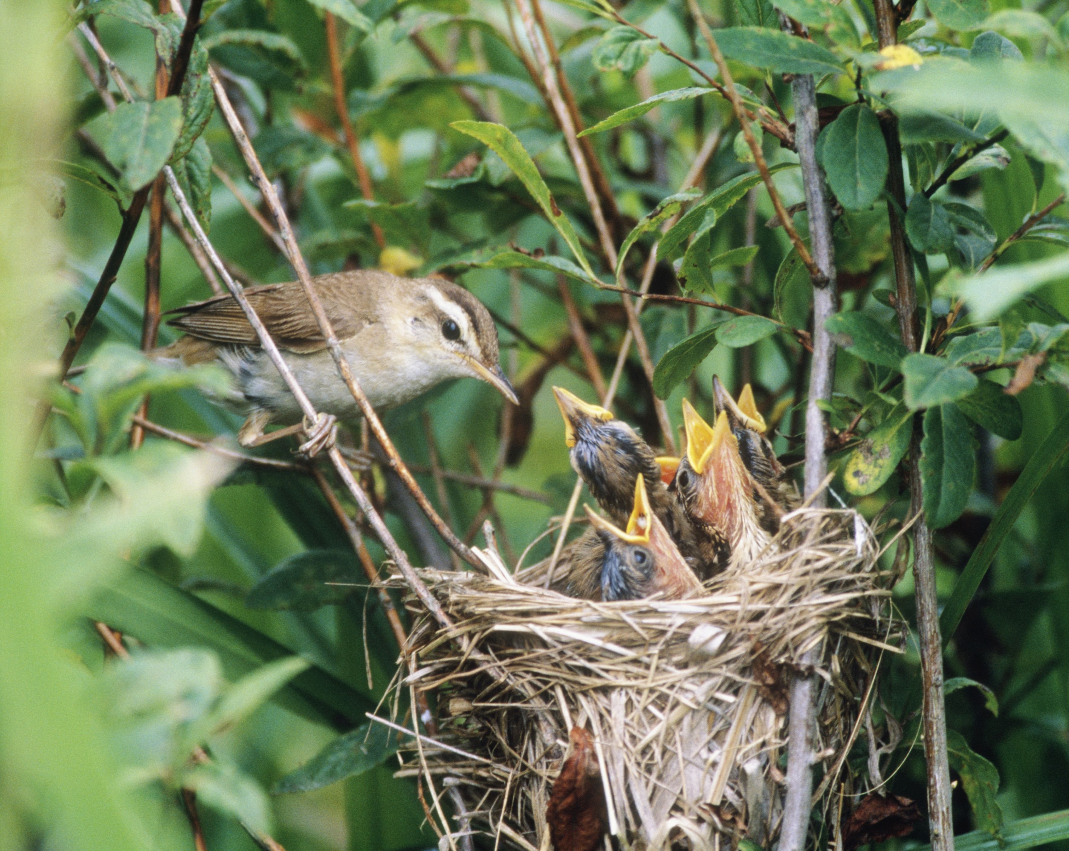 Определить гнезда птиц