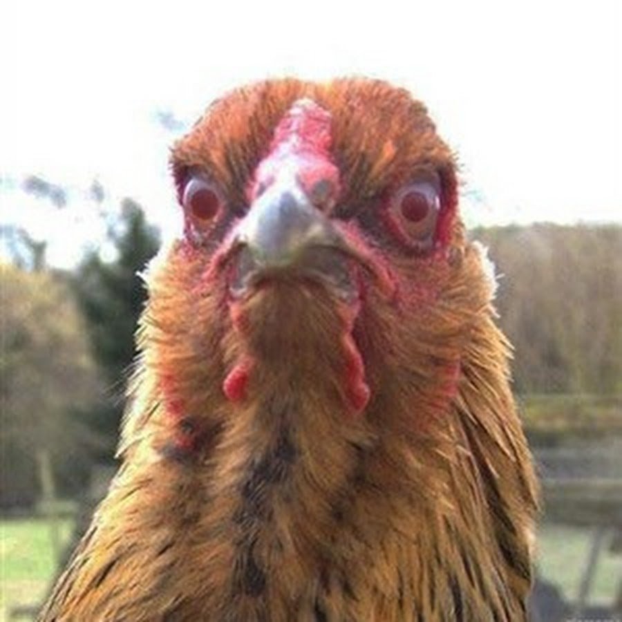 Курица в сапогах