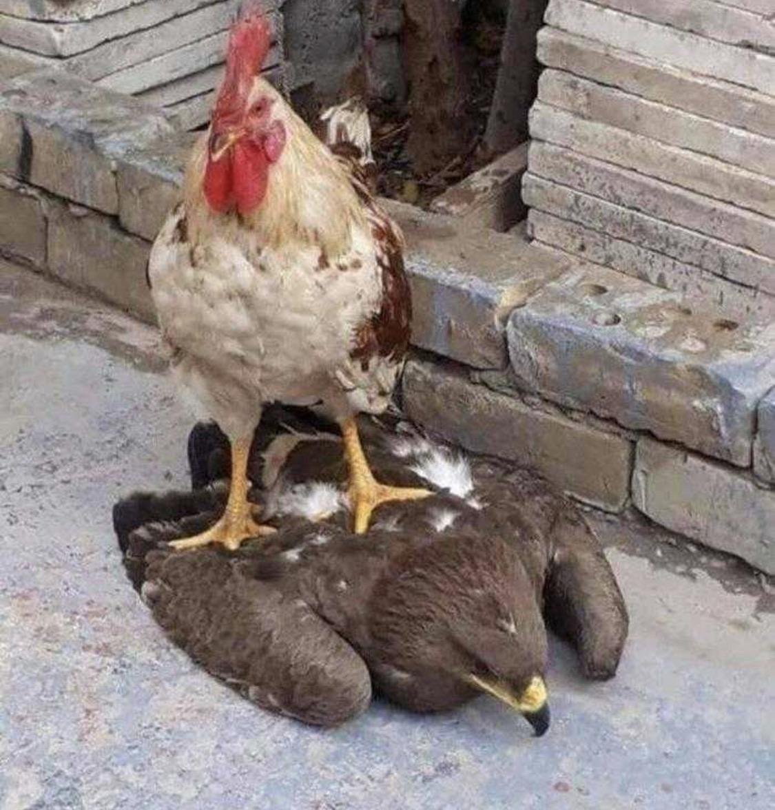 Смешной цыпленок