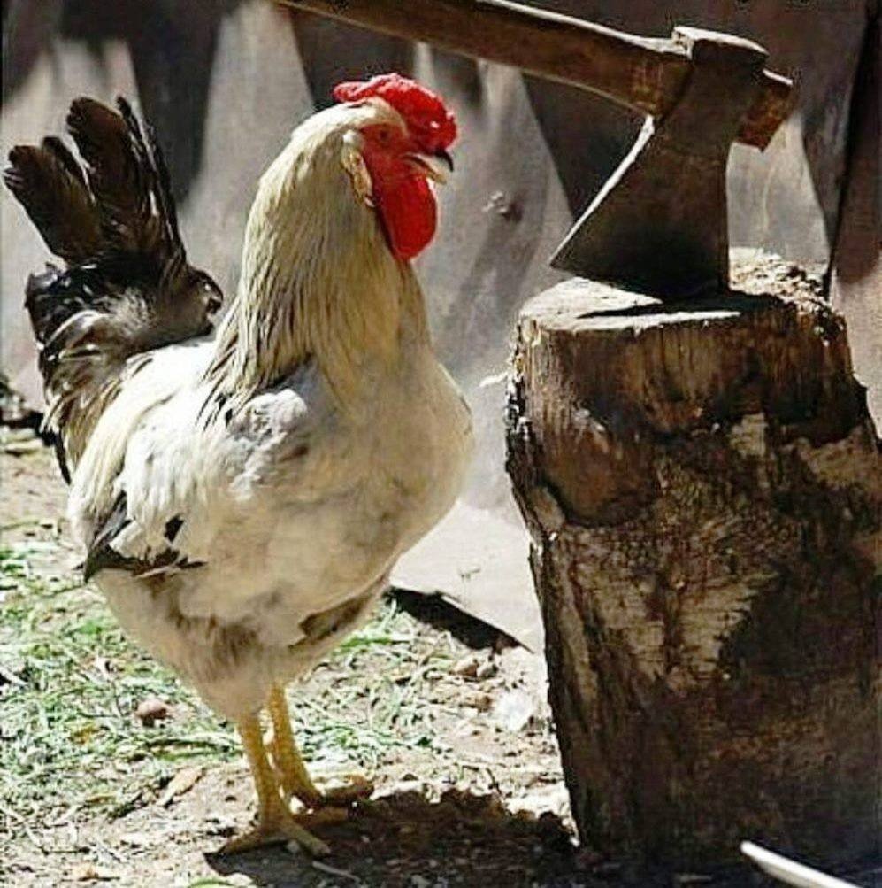 Девушка с курицей