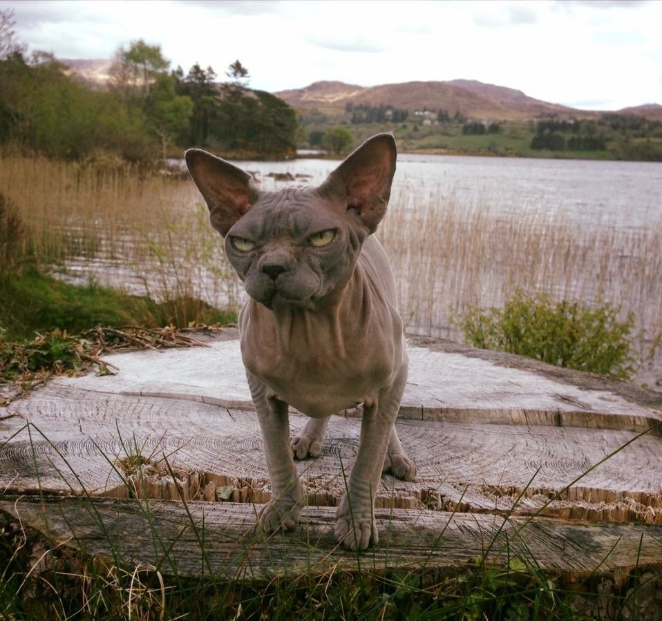 В тихом омуте черти водятся картинки