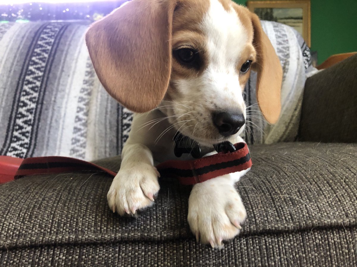 Бигль 4 месяца