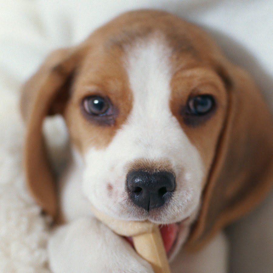 Бигль щенок с линзами и красным говном