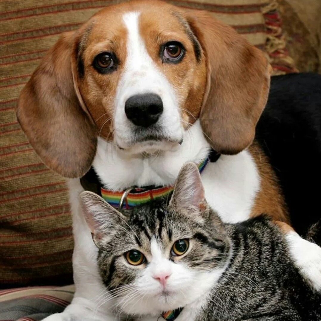 Бигль на диване