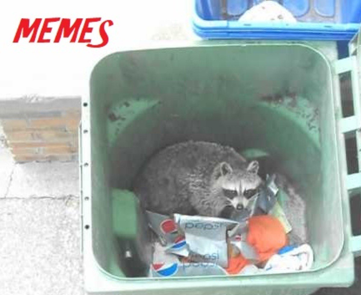 Кучка енотов