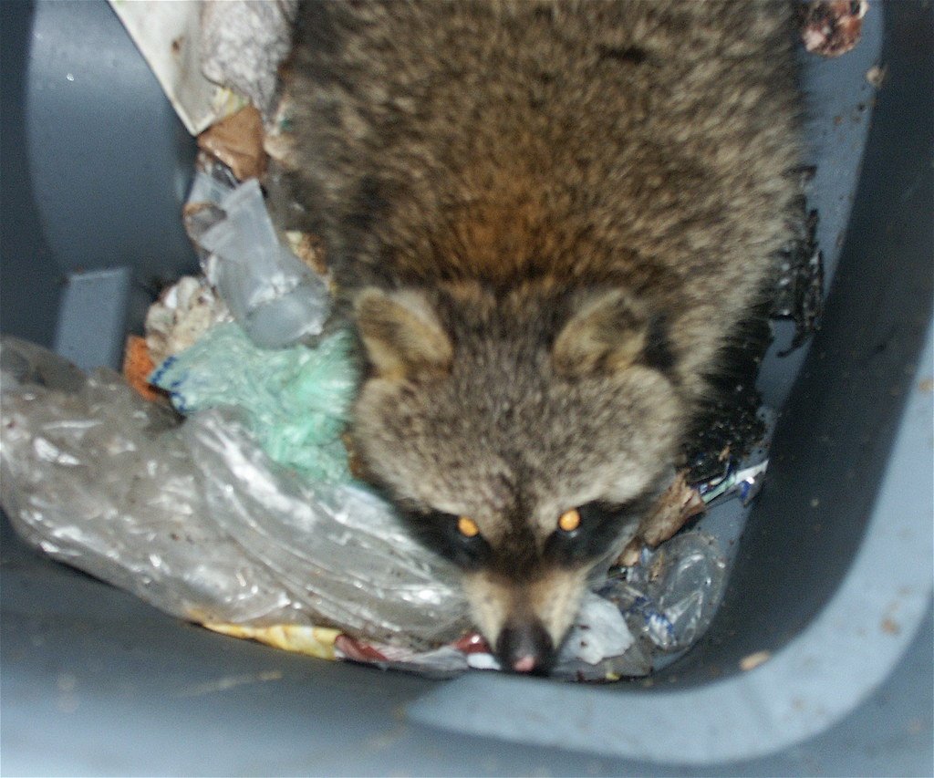 Енот в мусорке