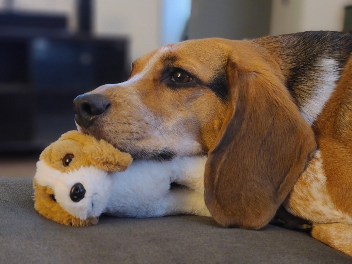 Красные глаза у собаки Бигль