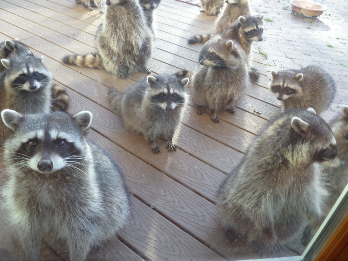 Енот на улице