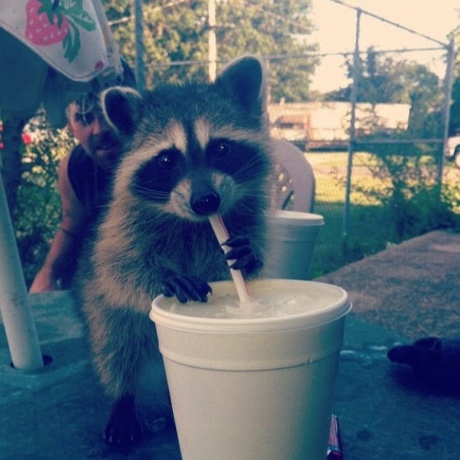 Енот и барсук вместе