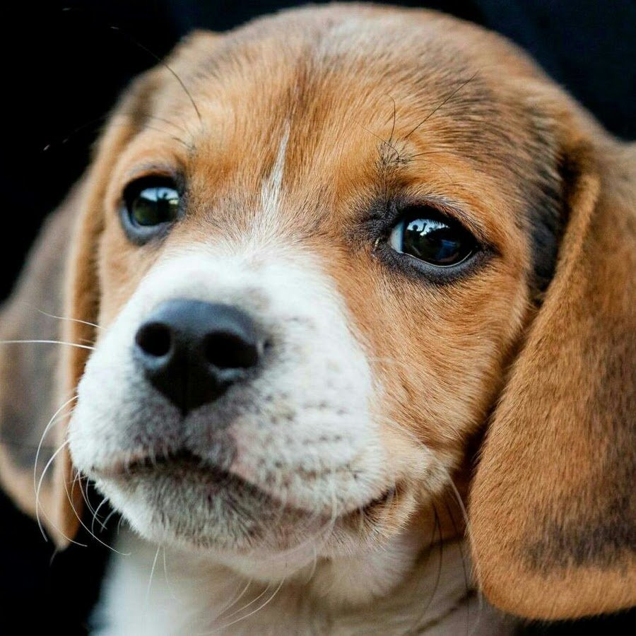 Бигль Харви