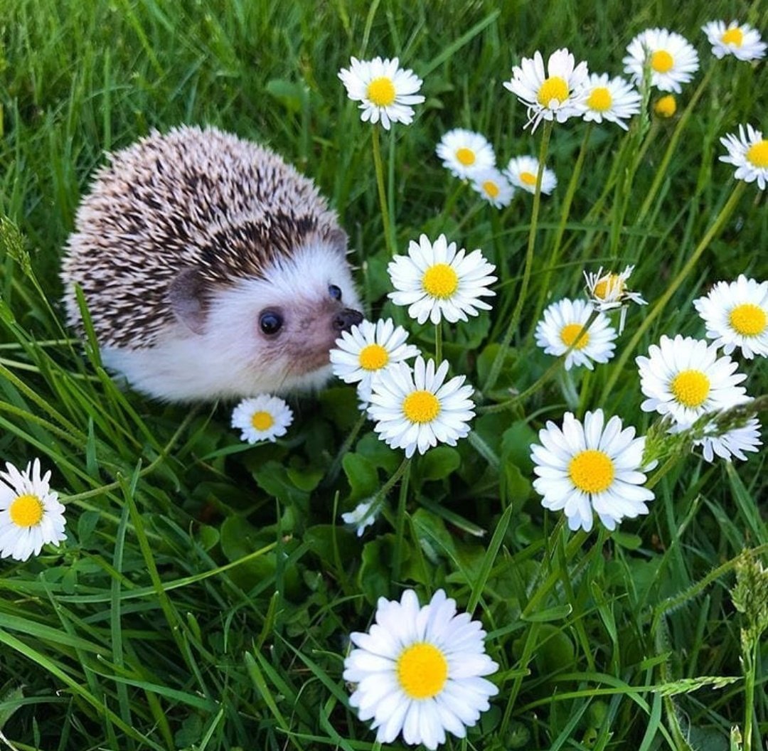 Ежик в цветах