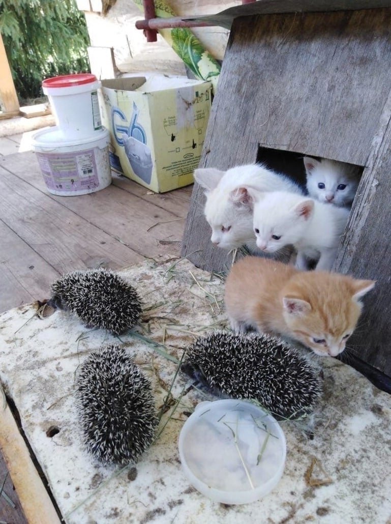 Кошка и ежата