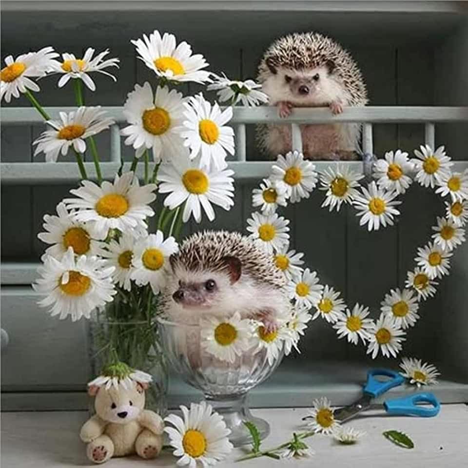 Еж в ромашках