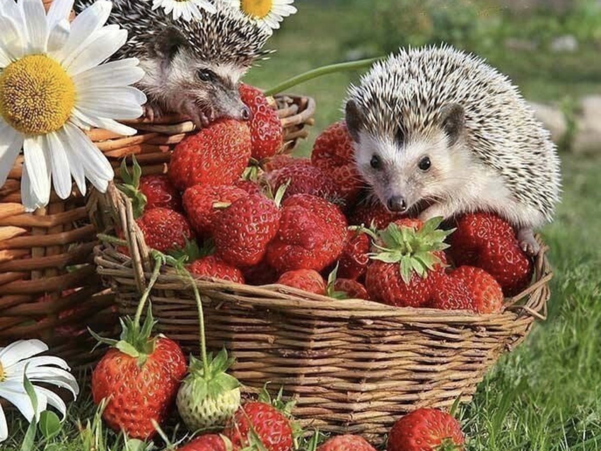 Ёжики Елена Ерёмина лето