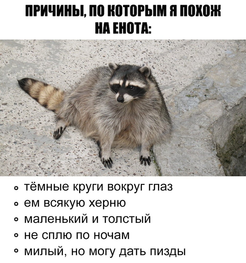 Няшный енот