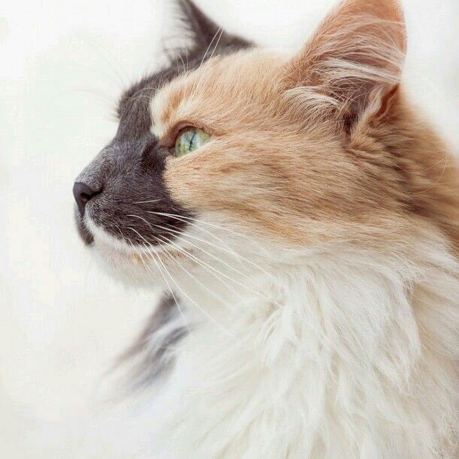 Красивый окрас кота