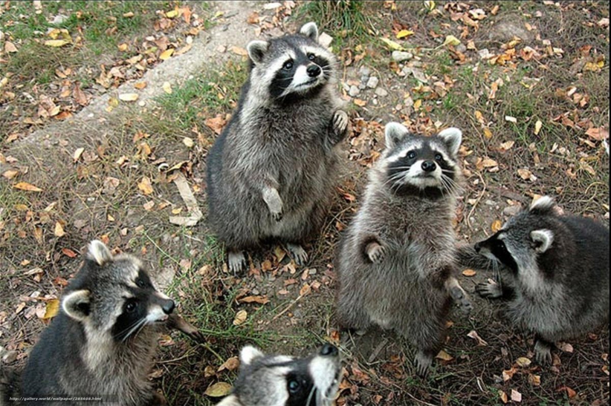 Домик для енота