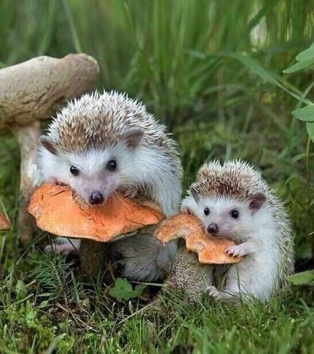 Ежик с мамой
