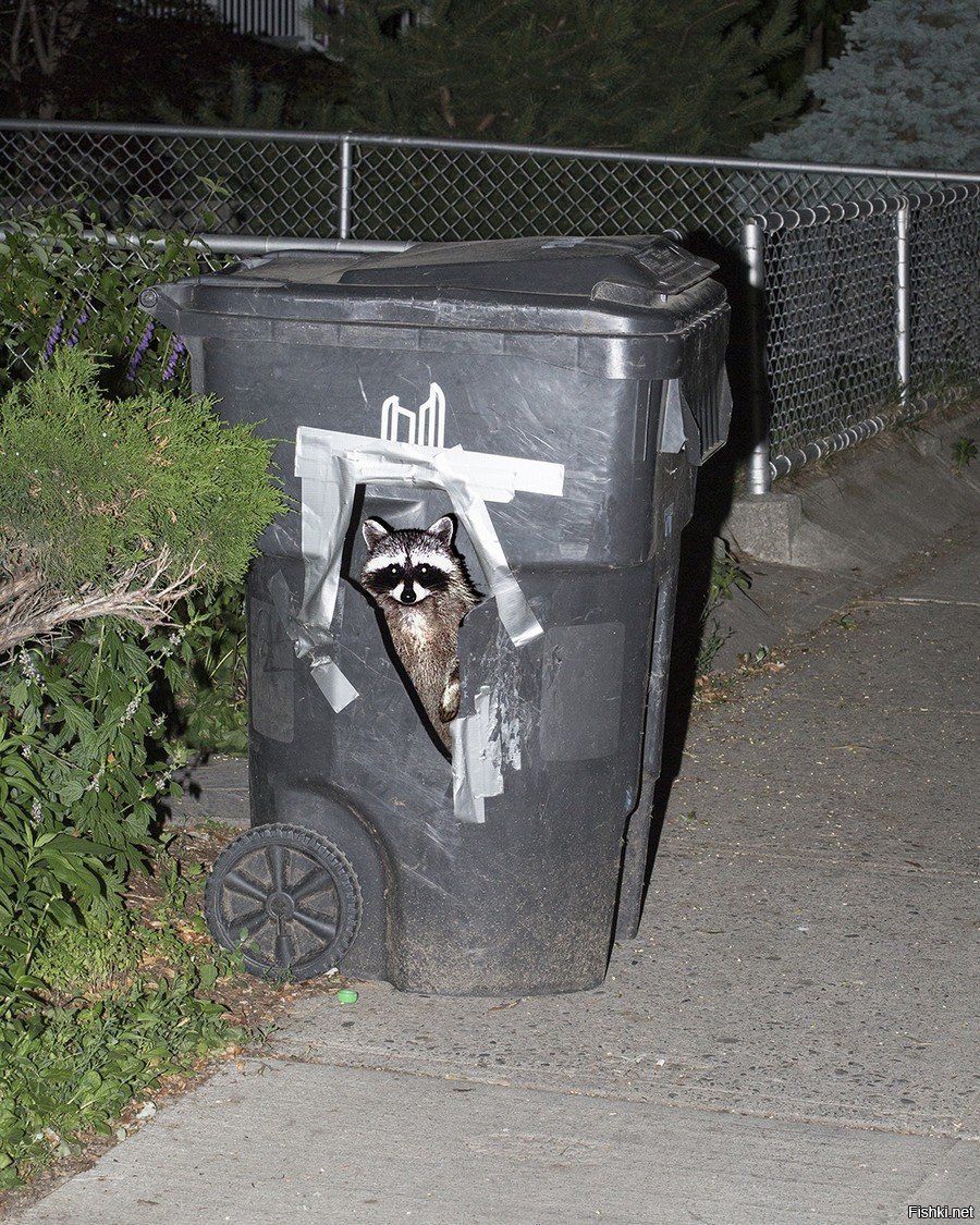 Эрик веселый енот он из мусорки