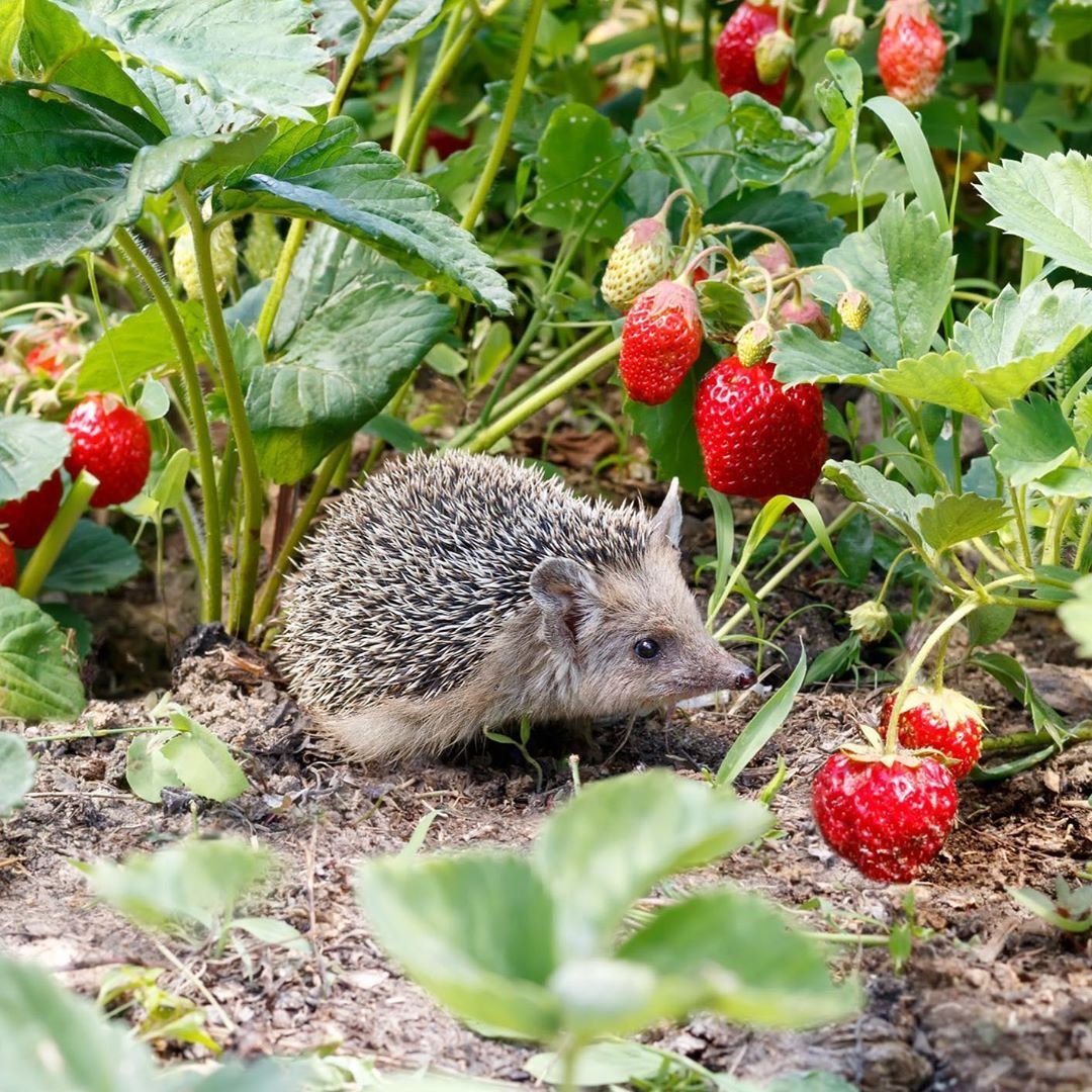 Ежик в клубнике