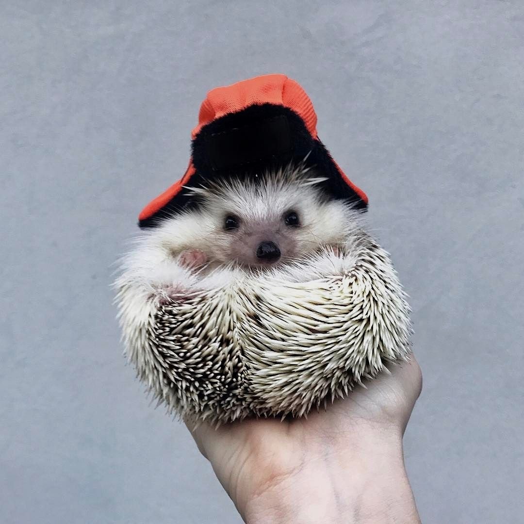 Ежик в походе