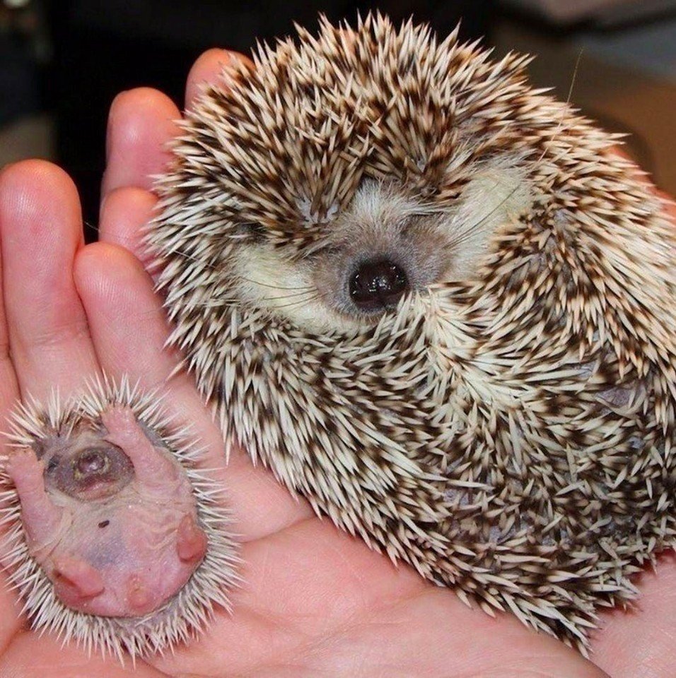 Еж ежиха и ежонок